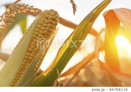 Corn in the field. Agricultural farm field with corn harvest in summer and autumn. Agriculture, cultivation, growth, vegetables concept. 94768116