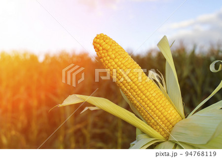 Corn in the field. Agricultural farm field with corn harvest in summer and autumn. Agriculture, cultivation, growth, vegetables concept. Corn in the field. Agricultural farm field with corn harvest in summer and autumn. Agriculture, cultivation, growth, vegetables concept. 94768119