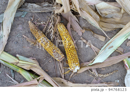 World food crisis concept. Corn crop failure in a farmer's field in autumn. Agricultural field during drought and heat. Global economic crisis, hunger, poverty. World food crisis concept. Corn crop failure in a farmer's field in autumn. Agricultural field during drought and heat. Global economic crisis, hunger, poverty. 94768123