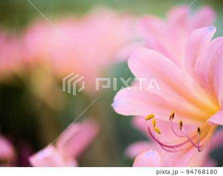 8月に咲いた夏水仙（ナツズイセン） 94768180