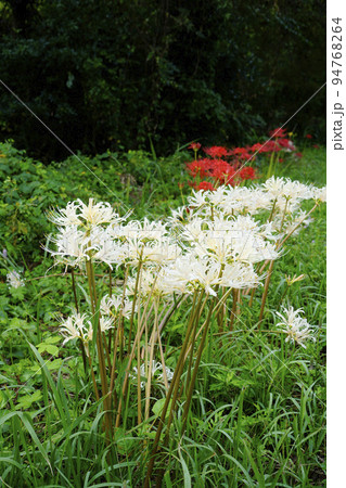 白い彼岸花 白い彼岸花 94768264