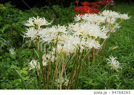 白い彼岸花 94768265