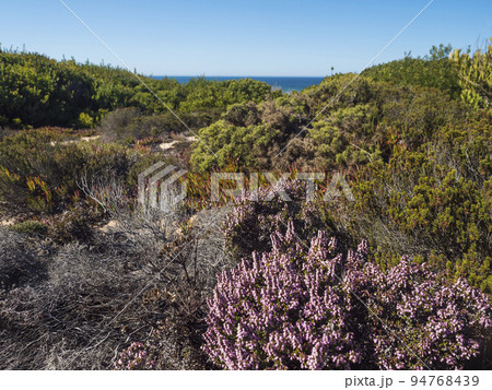 View of sea shore sand dunes covered by green vegetation with blooming pink heath and red leaves of sour fig flower, at wild Rota Vicentina coast with ocean at sunny day, clear blue sky View of sea shore sand dunes covered by green vegetation with blooming pink heath and red leaves of sour fig flower, at wild Rota Vicentina coast with ocean at sunny day, clear blue sky 94768439