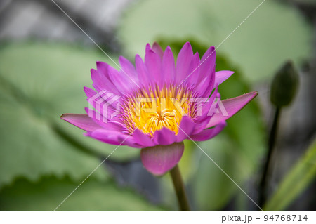 海地獄　睡蓮の花　 94768714