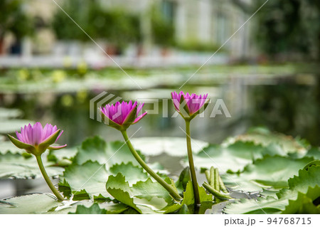 海地獄 睡蓮の花 海地獄 睡蓮の花 94768715