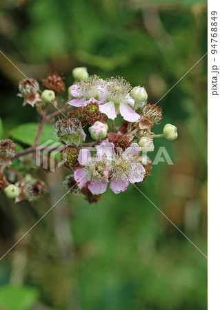Pink bramble flowers in close up Pink bramble flowers in close up 94768849
