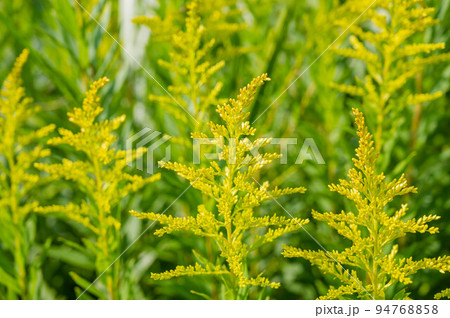 セイタカアワダチソウ セイタカアワダチソウ 94768858