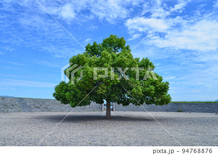 青い空の下に青々と茂る大きな木 94768876