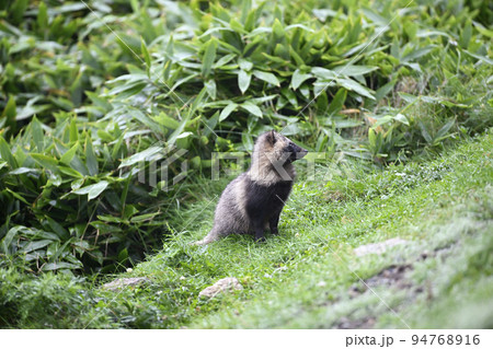 タヌキ 94768916