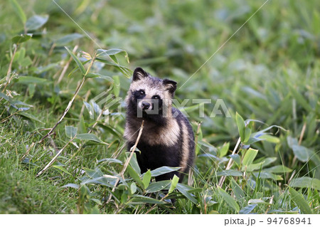 タヌキ 94768941