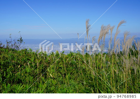 葛城高原のススキの原と笹の原 94768985
