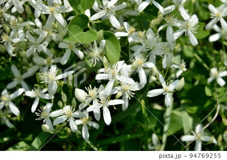 センニンソウの花 94769255