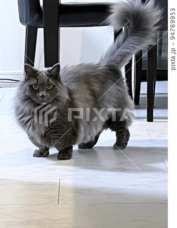 凛としたマンチカン 94769953