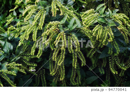 leaves and flowers of an ornamental outdoor plant close-up 94770041