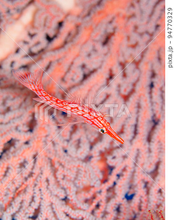 クダゴンベ 94770329