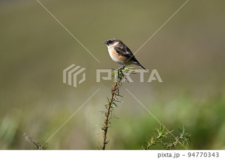 ノビタキ ノビタキ 94770343