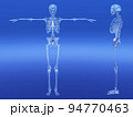 人体骨格　骨　スケルトンCG　人間　体 94770463