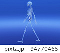 人体骨格　骨　スケルトンCG　人間　体 94770465