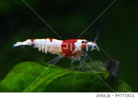 レッドビーシュリンプ レッドビーシュリンプ 94771621