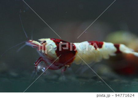 レッドビーシュリンプ紅白 日の丸 レッドビーシュリンプ紅白 日の丸 94771624