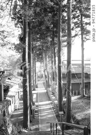 参道から見た杉並木 参道から見た杉並木 94771835