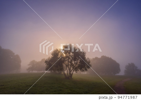 Mystic fog in the park, autumn landscape with fog and light rays 94771987