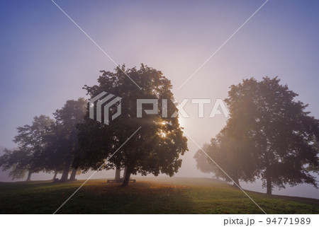 Mystic fog in the park, autumn landscape with fog and light rays 94771989
