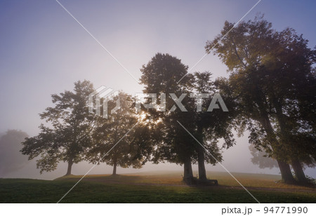 Mystic fog in the park, autumn landscape with fog and light rays 94771990