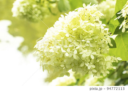 満開のクリーム色の紫陽花 94772113