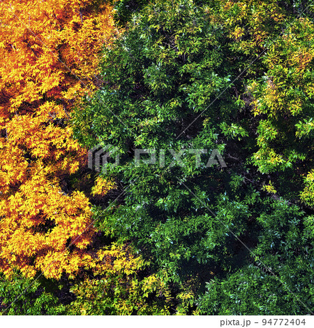 background of yellow autumn leaves in the trees 94772404