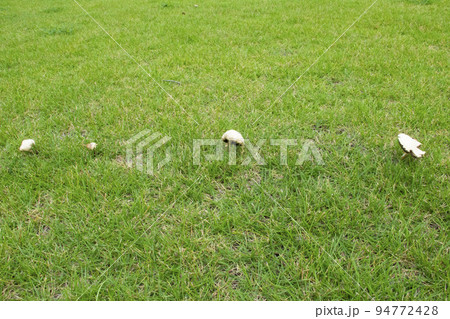 芝生に生えた一列のキノコ 94772428