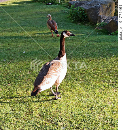 Wild gray goose walks in the city park 94772461
