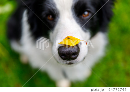Outdoor portrait of cute funny puppy dog border collie with yellow fall leaf on nose sitting in autumn park. Dog sniffing autumn leaves on walk. Close Up, selective focus. Funny pet concept Outdoor portrait of cute funny puppy dog border collie with yellow fall leaf on nose sitting in autumn park. Dog sniffing autumn leaves on walk. Close Up, selective focus. Funny pet concept 94772745