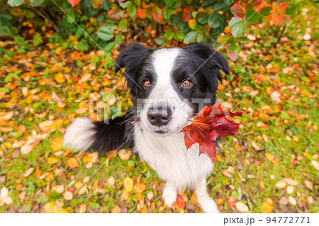 Funny puppy dog border collie with orange maple fall leaf in mouth sitting on park background outdoor. Dog sniffing autumn leaves on walk. Hello Autumn cold weather concept Funny puppy dog border collie with orange maple fall leaf in mouth sitting on park background outdoor. Dog sniffing autumn leaves on walk. Hello Autumn cold weather concept 94772771