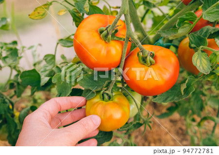 Gardening and agriculture concept. Woman farm worker hand picking fresh ripe organic tomatoes. Greenhouse produce. Vegetable food production. Tomato growing in greenhouse 94772781