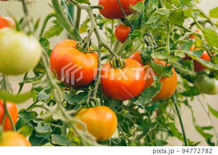 Gardening and agriculture concept. Fresh ripe organic red tomatoes growing in greenhouse. Greenhouse produce. Vegetable vegan vegetarian home grown food production 94772782