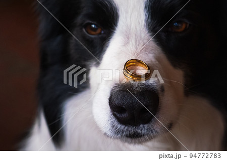 Will you marry me. Funny portrait of cute puppy dog border collie holding two golden wedding rings on nose, close up. Engagement, marriage, proposal concept 94772783