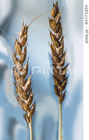 Ripe ears of wheat on a light blue background. Close-up. Ripe ears of wheat on a light blue background. Close-up. 94773894