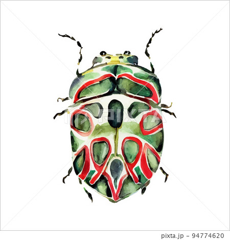 Green watercolor beetle. Watercolor vector illustration isolted on white 94774620