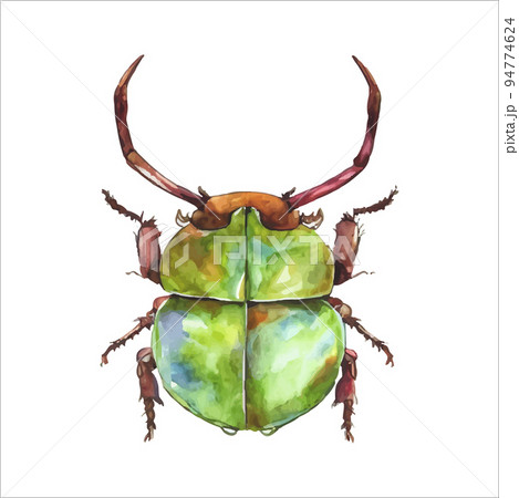 Green watercolor beetle. Watercolor vector illustration isolted on white Green watercolor beetle. Watercolor vector illustration isolted on white 94774624