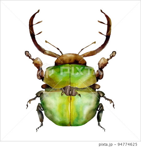 Green watercolor beetle. Watercolor vector illustration isolted on white 94774625