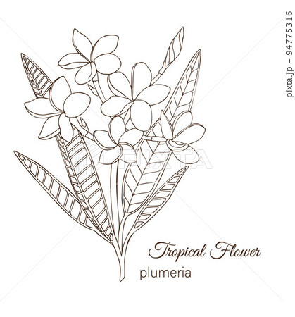 Tropical Flower Drawings png images  PNGWing