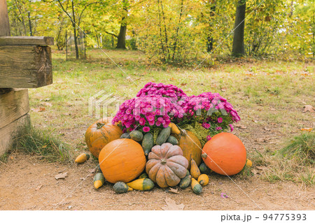 Pumpkins Halloween garden decor with autumn chrysanthemum flowers. Close up, selective focus. Halloween and Thanksgiving natural DIY outdoor decoration for home and celebration concept Pumpkins Halloween garden decor with autumn chrysanthemum flowers. Close up, selective focus. Halloween and Thanksgiving natural DIY outdoor decoration for home and celebration concept 94775393