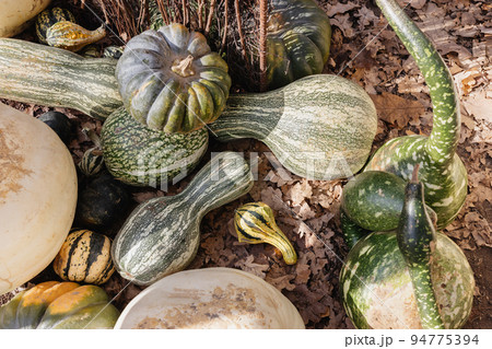 Green decorative pumpkins outdoor on the ground. Close up, selective focus. Halloween and Thanksgiving decoration for home and celebration concept 94775394