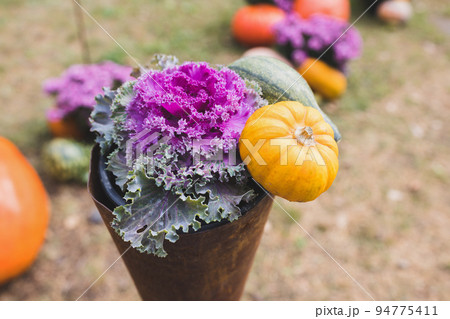 Pumpkins Halloween garden decoration with ornamental cabbage or flowering cale and small pumpkin in park. Close up, selective focus. Halloween and Thanksgiving natural DIY decoration Pumpkins Halloween garden decoration with ornamental cabbage or flowering cale and small pumpkin in park. Close up, selective focus. Halloween and Thanksgiving natural DIY decoration 94775411