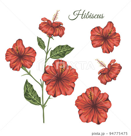 Vector illustration of tropical flower isolated on white background. Bright realistic hibiscus. Floral tropic design elements. 94775475