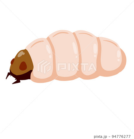 Edible caterpillar. White insect larva. Source of animal protein. Edible caterpillar. White insect larva. Source of animal protein. 94776277