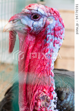 Wild turkey close up. Turkey in the zoo. Wild turkey close up. Turkey in the zoo. 94776591