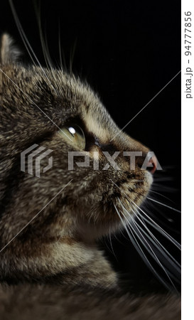 gray cat on a dark background, beautiful textured fur. 94777856
