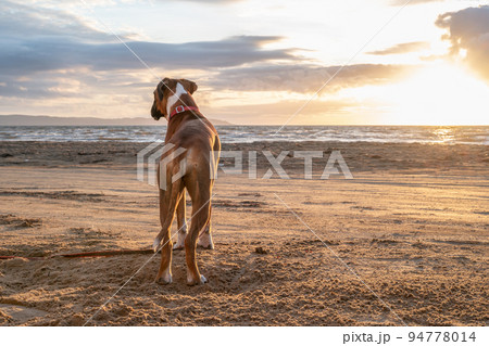 a german boxer dog sitting on the seashore. silhouette of a dog during sunset 94778014